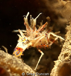 Dragon shrimp sitting on a sponge. by Greg Duncan 